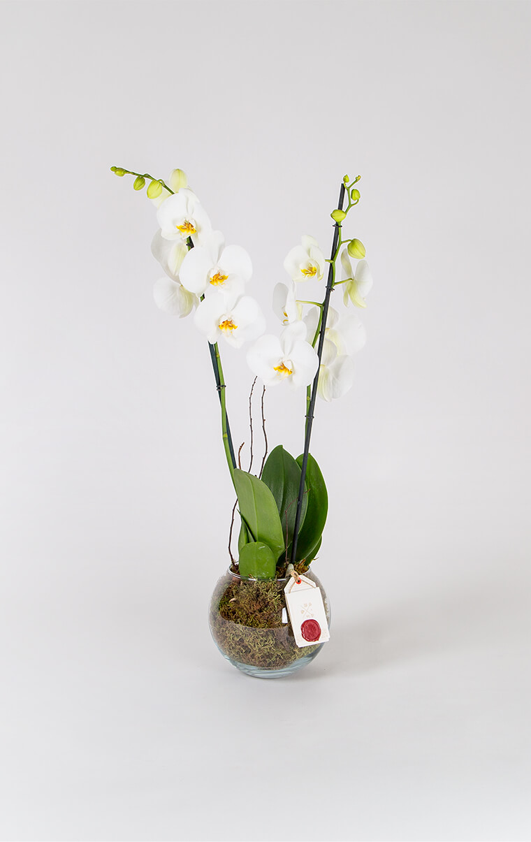 Phalaenopsis Orkide Phalaenopsis Orkide