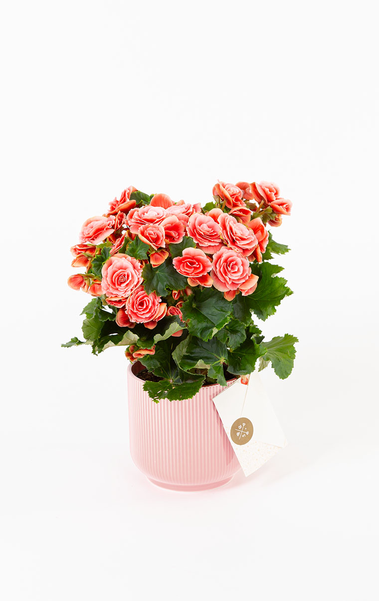 Bloom and Fresh: Online Çiçek, Çikolata ve Hediye Gönder!