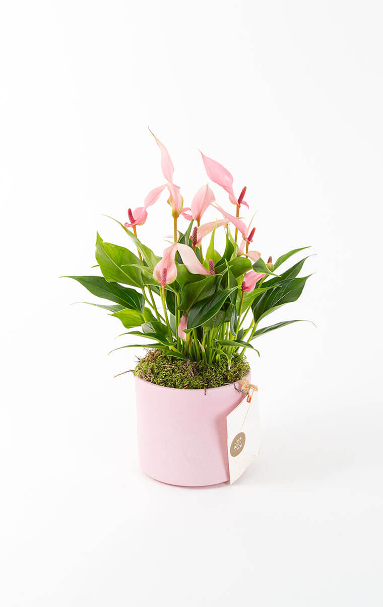 Lily Saksida Pembe Antoryum Cicegi Bloom And Fresh